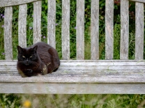 CAT - Coco Laying On Bench